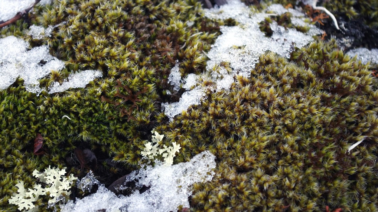 Лишайники Кабардино Балкарии