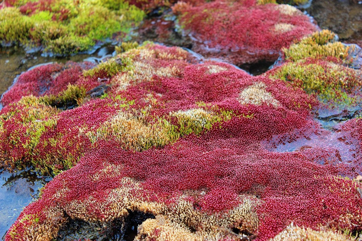 Мхи и лишайники в Арктике
