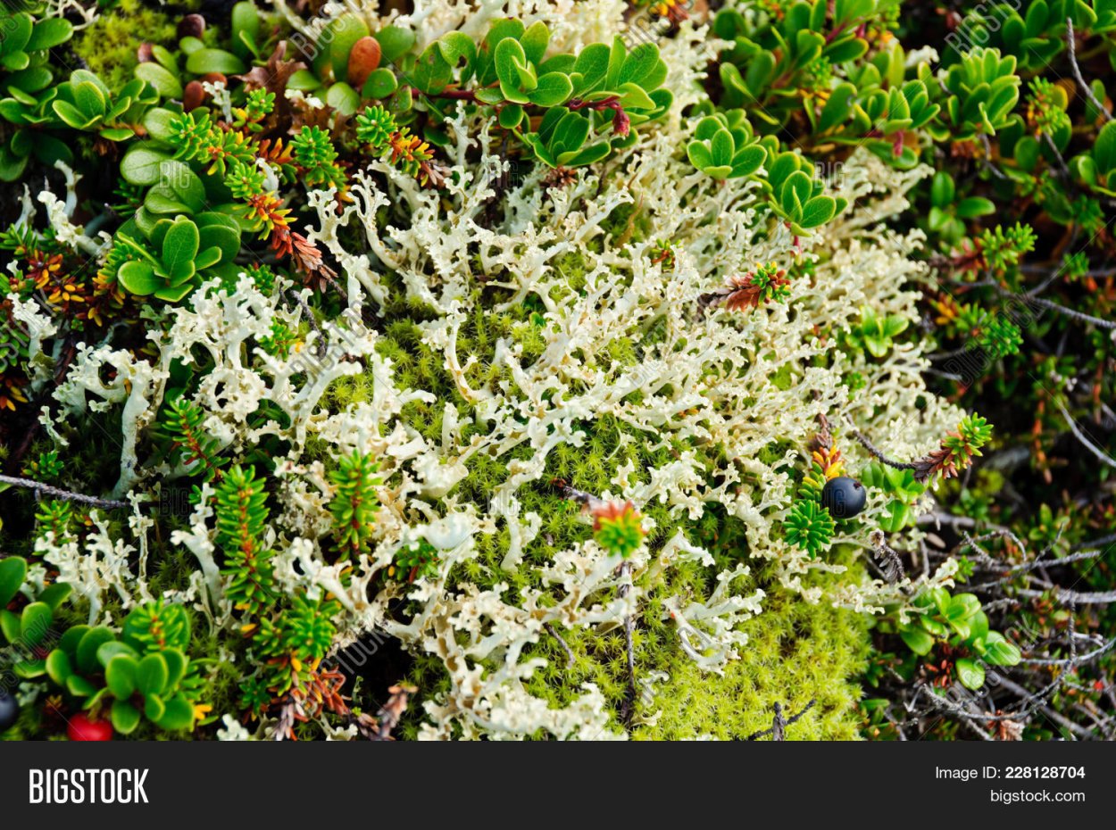 Тундра Флора мох