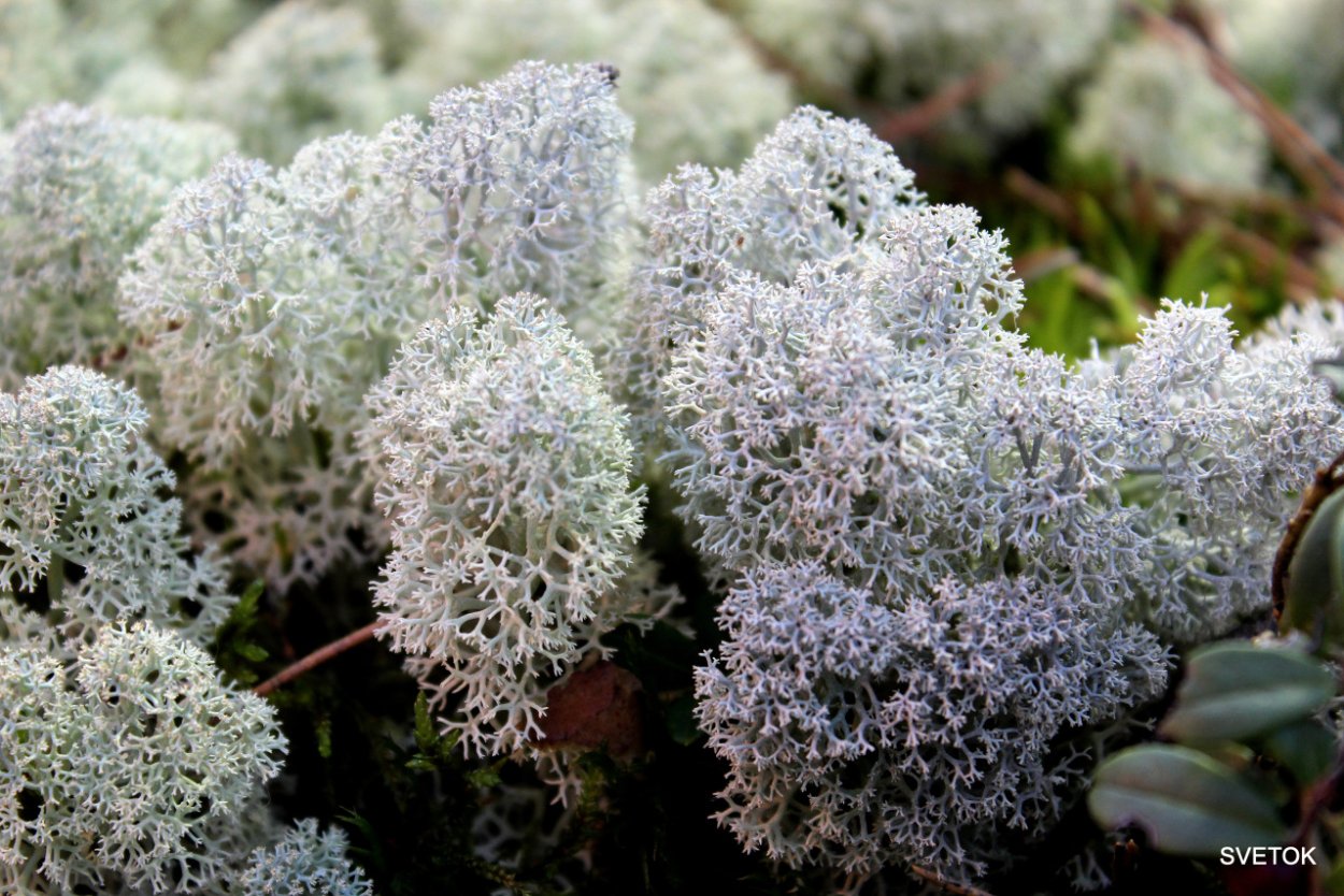 Кладония Лесная