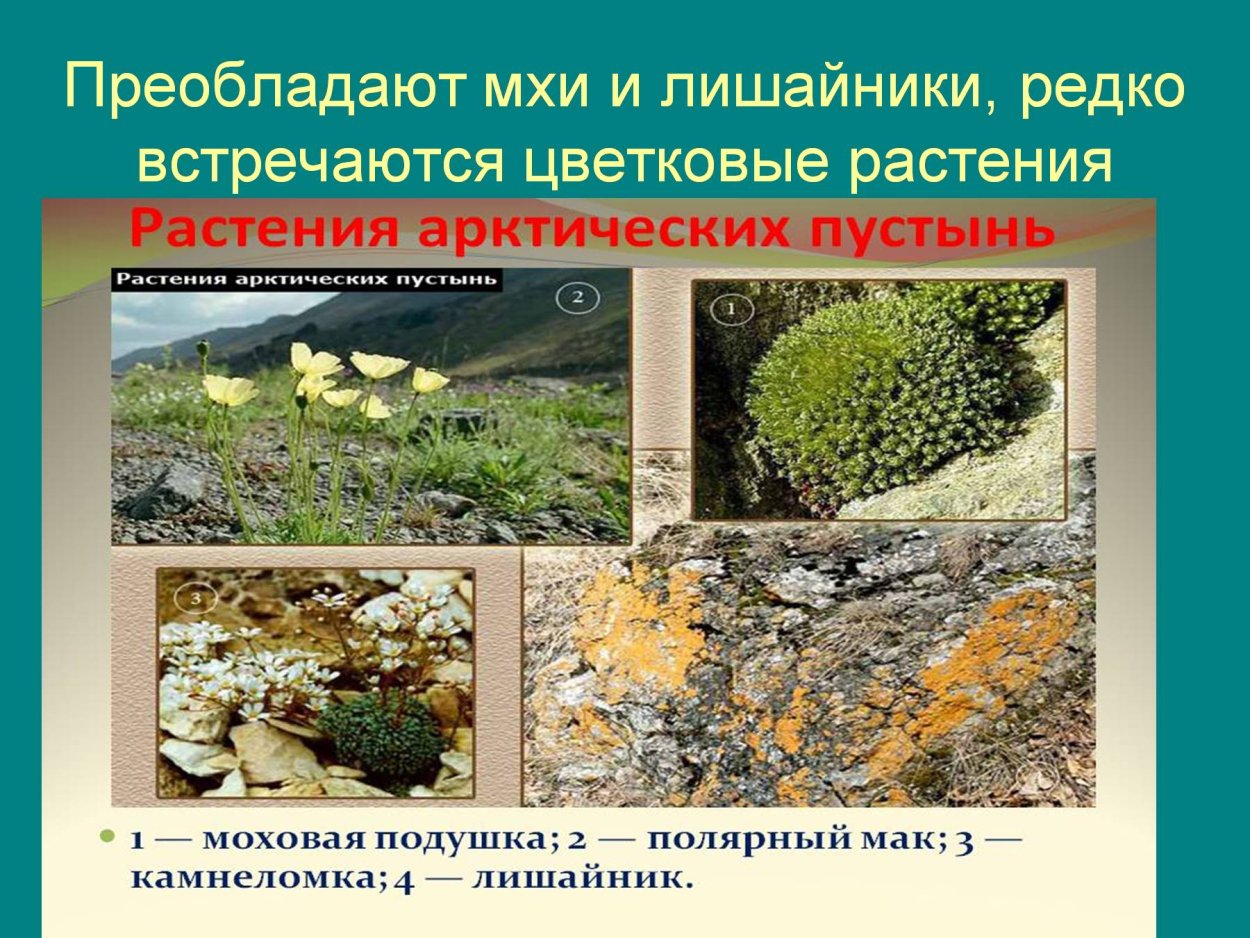 У мхов преобладает