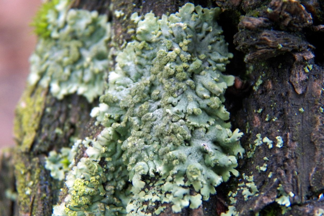 Лишайник ягель