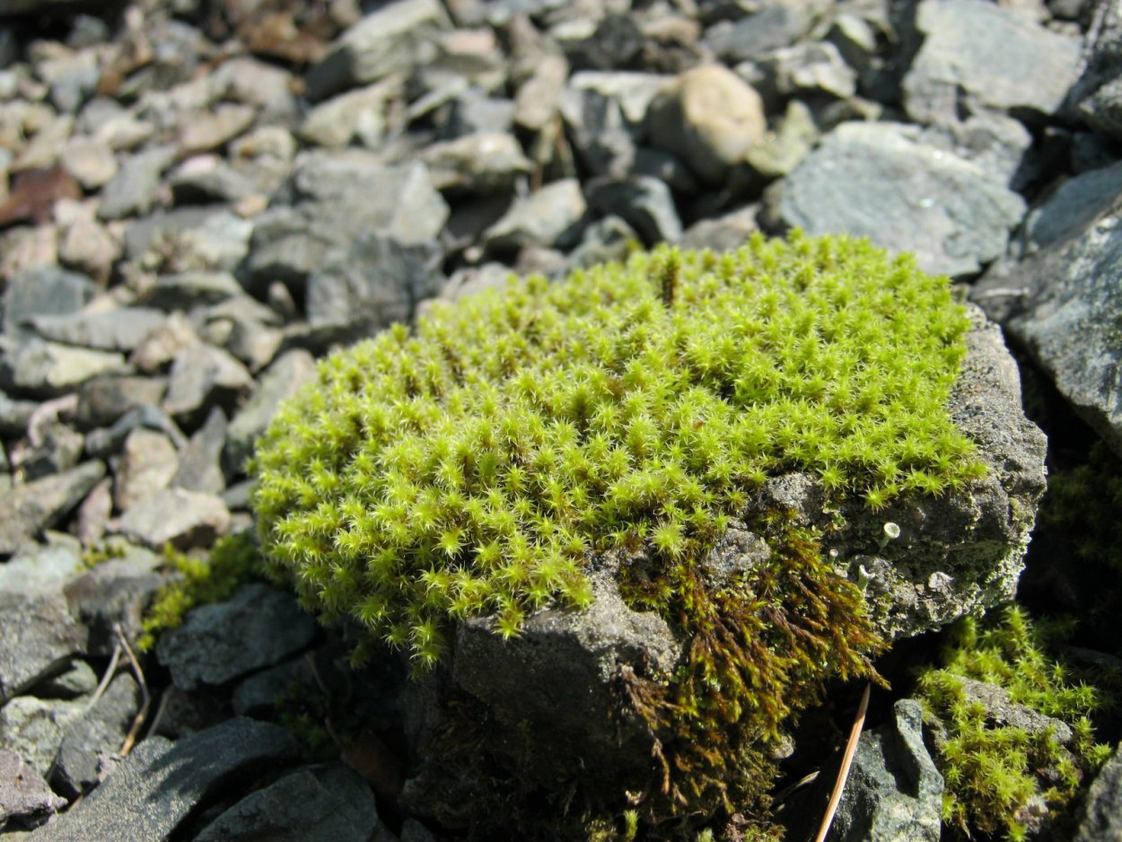 Тундровый мох