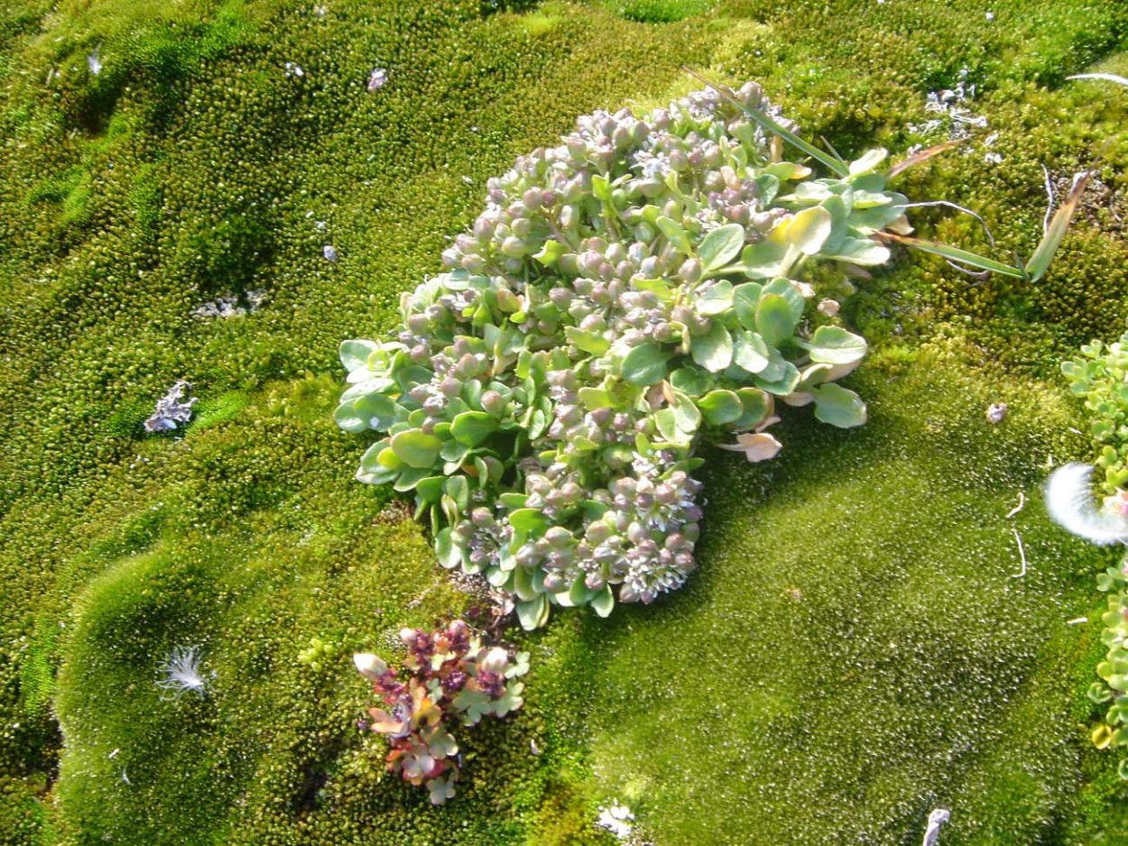 Мох камнеломка