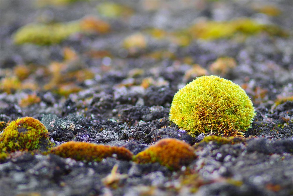 Полярный Мак и ягели