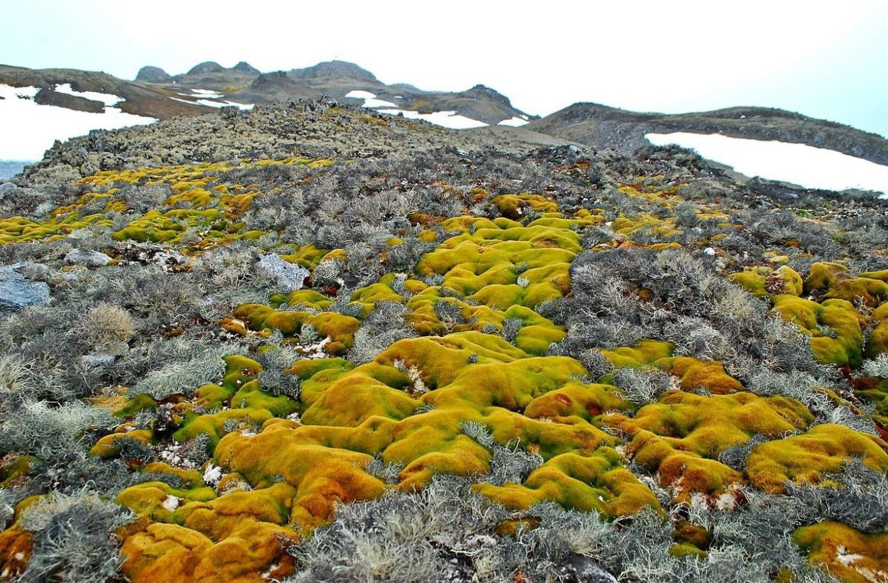 Заповедник остров Врангеля растительность