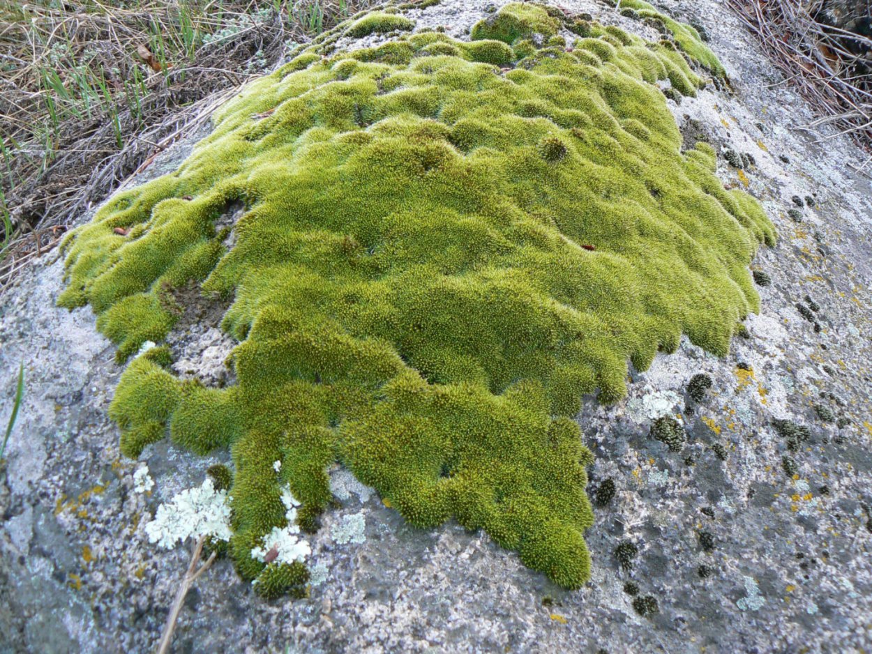 Лишайник сфагнум