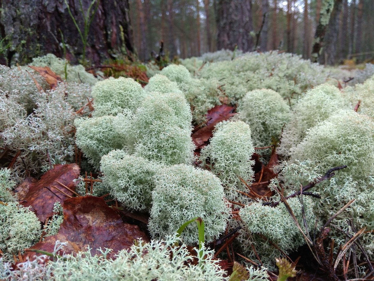 Ягель Олений мох