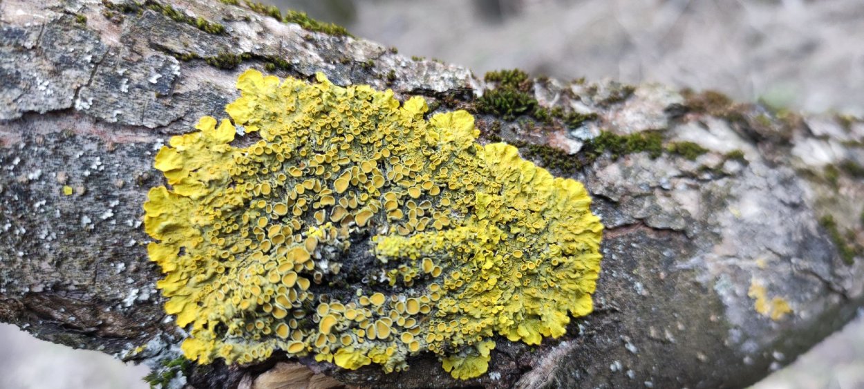 Арктические лишайники земли Франца Иосифа