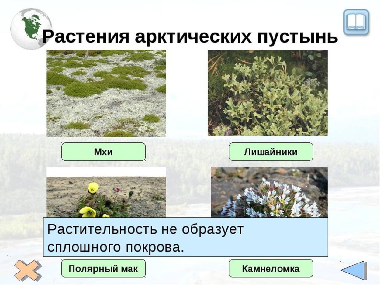 Лишайник ягель в тундре