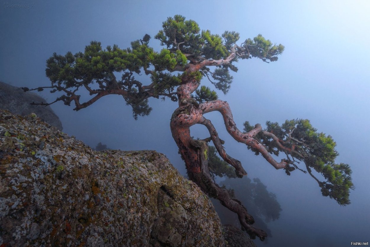 Корейская сосна Южной Кореи