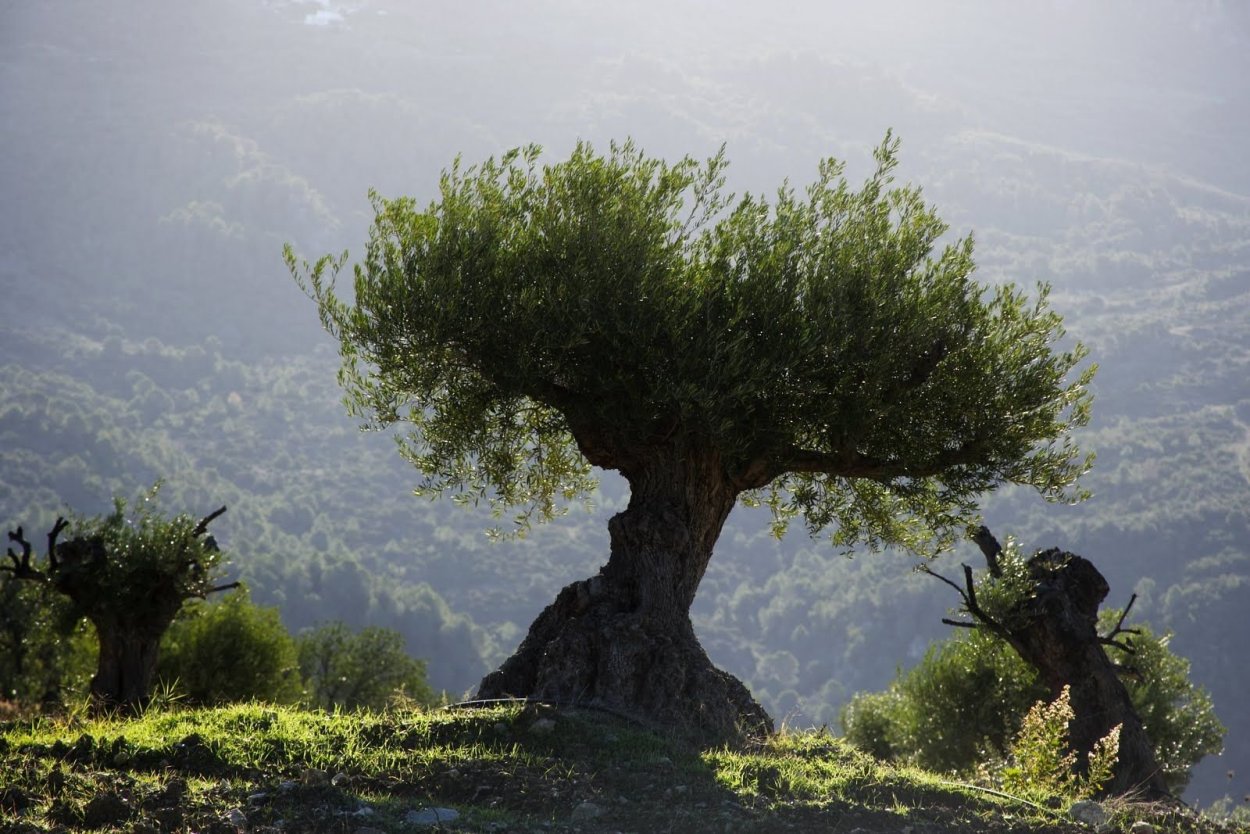 Дерево посреди озера