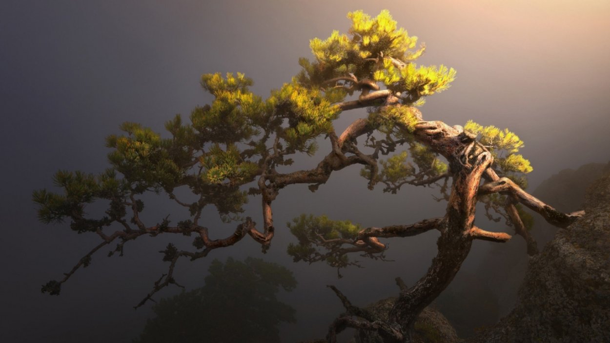 Хуаншань сосна бонсай