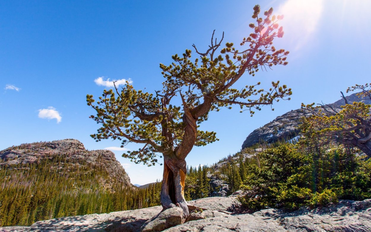Дерево на скале