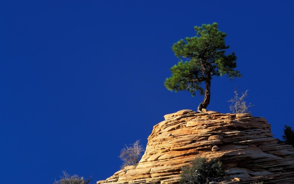 Экзотические деревья