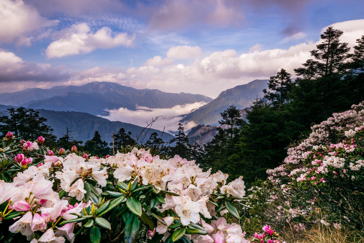 Лес на склоне горы