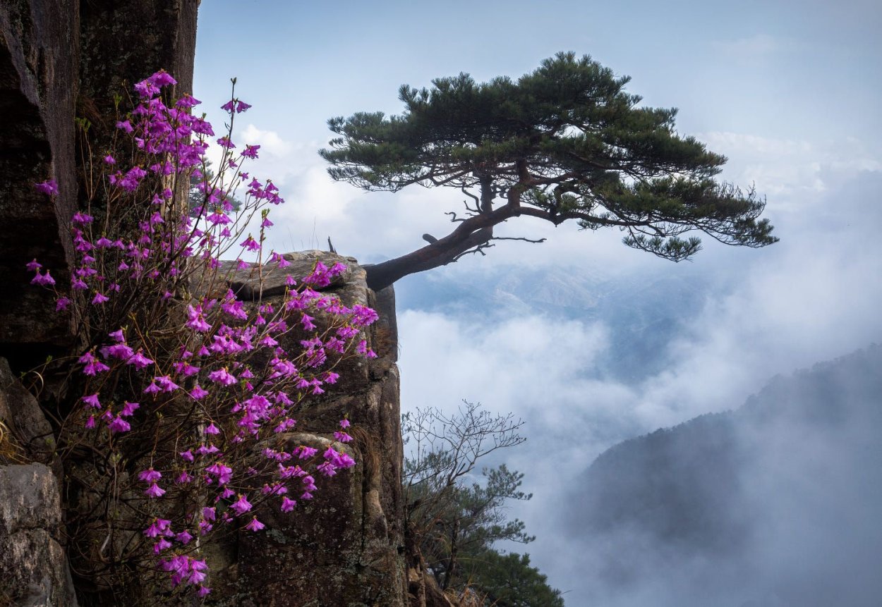 Кустарники на скалах