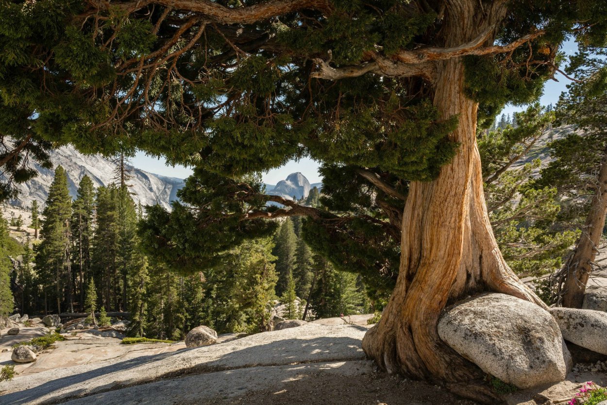 Деревья в горах