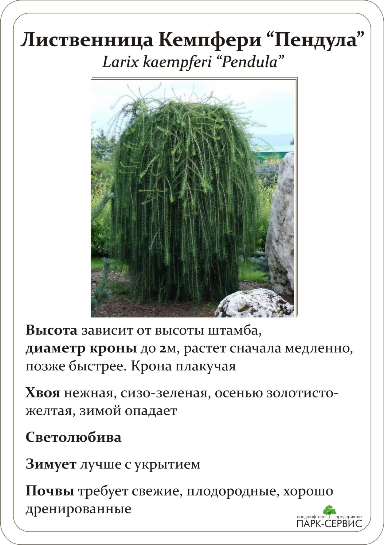 Лиственница Пендула схема оформления