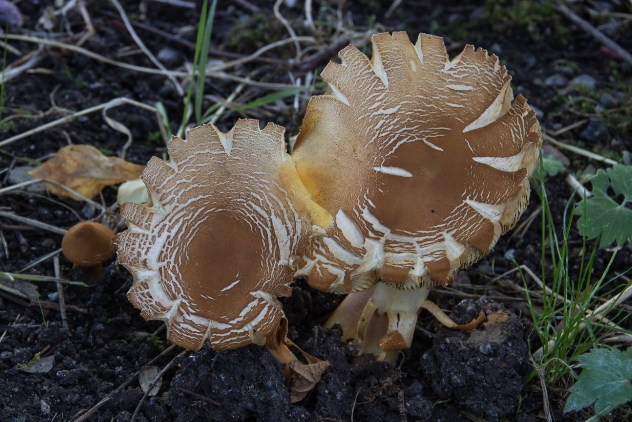 Чешуйчатка травяная Phaeolepiota Aurea