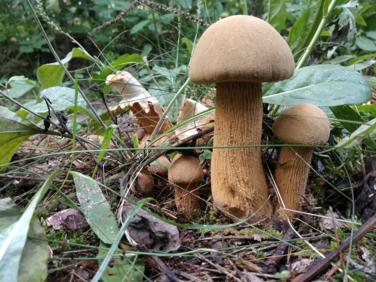 Гриб феолепиота золотистая