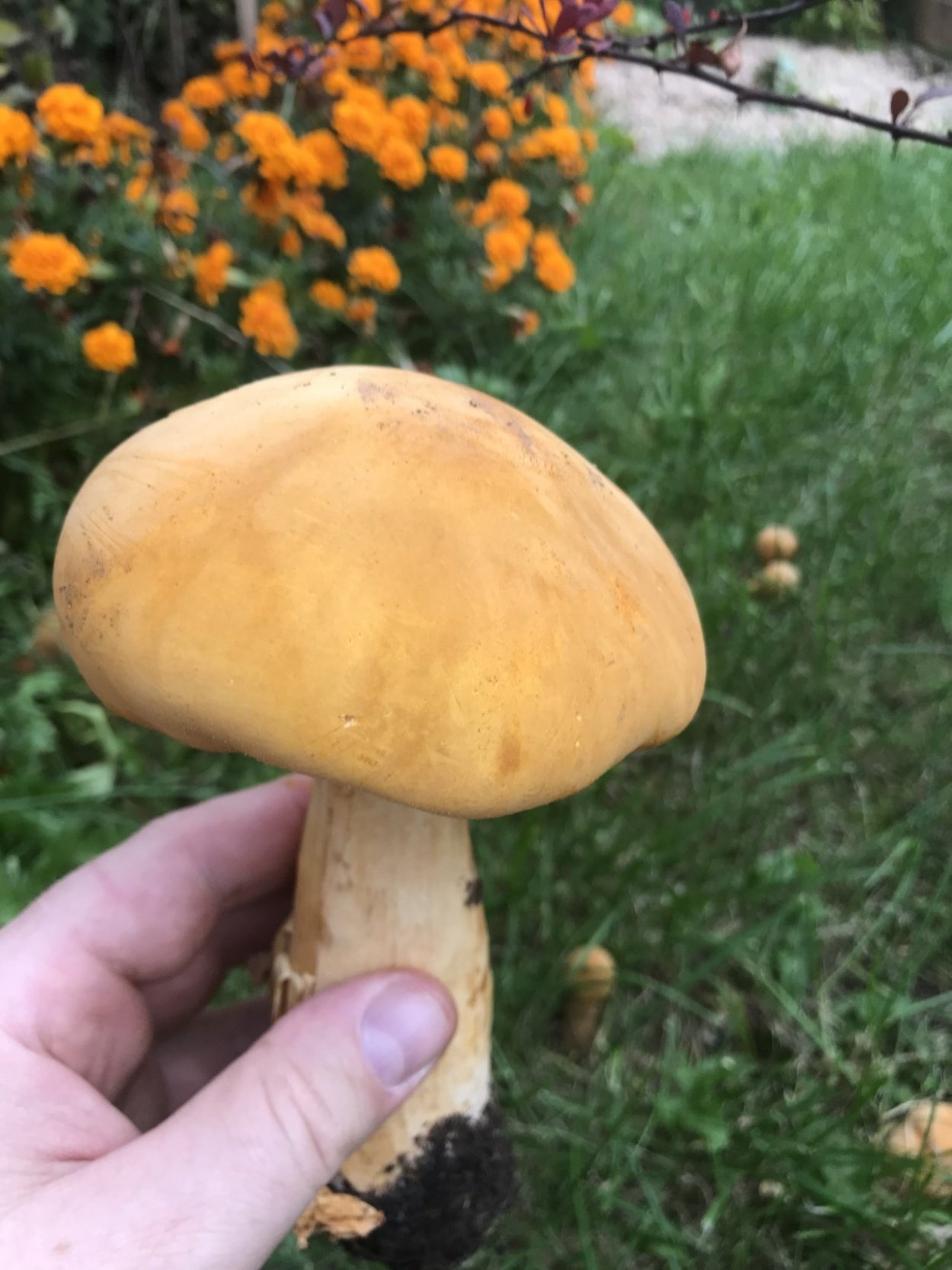 Чешуйчатка травяная Phaeolepiota Aurea