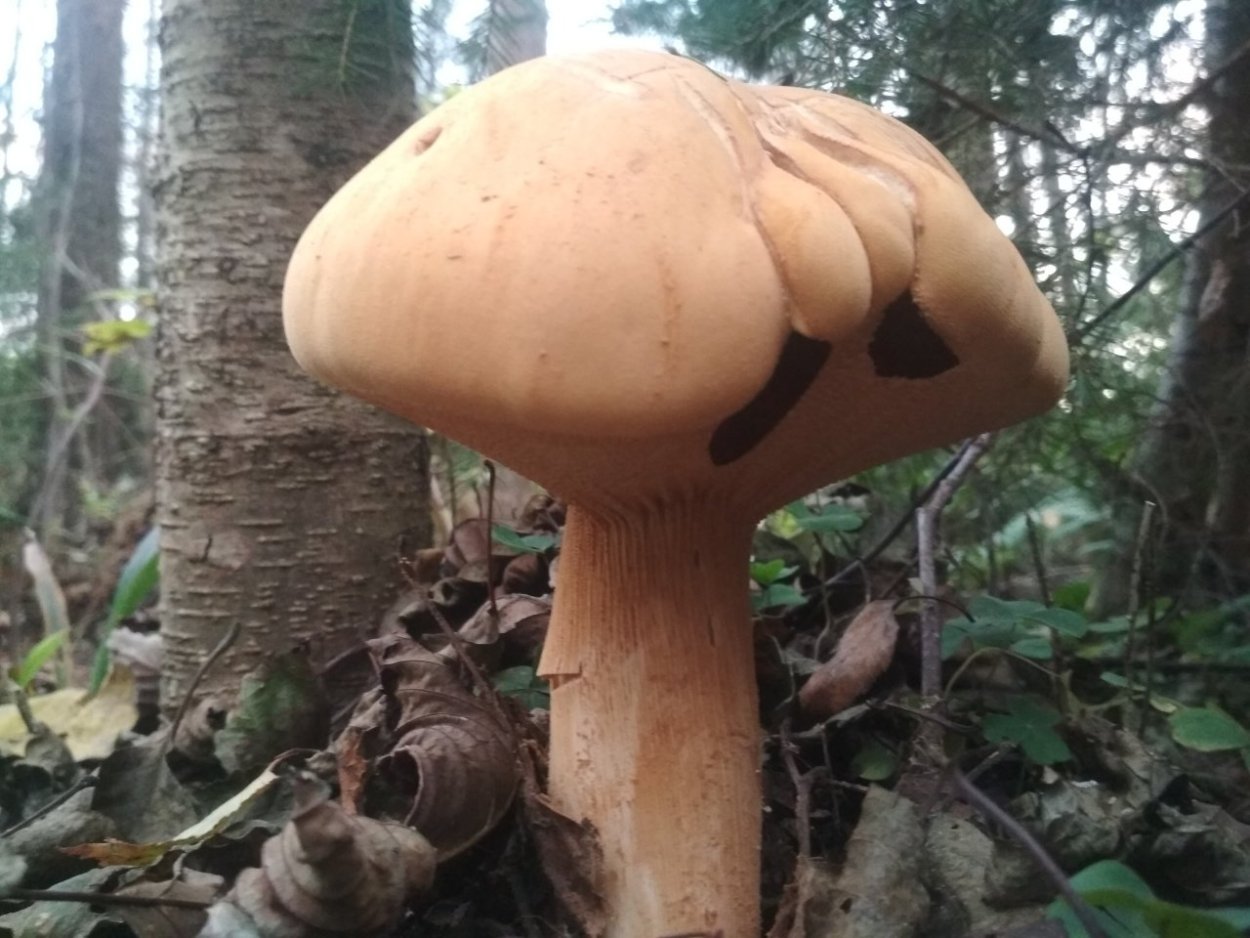 Дубовик крапчатый феолепиота золотистая