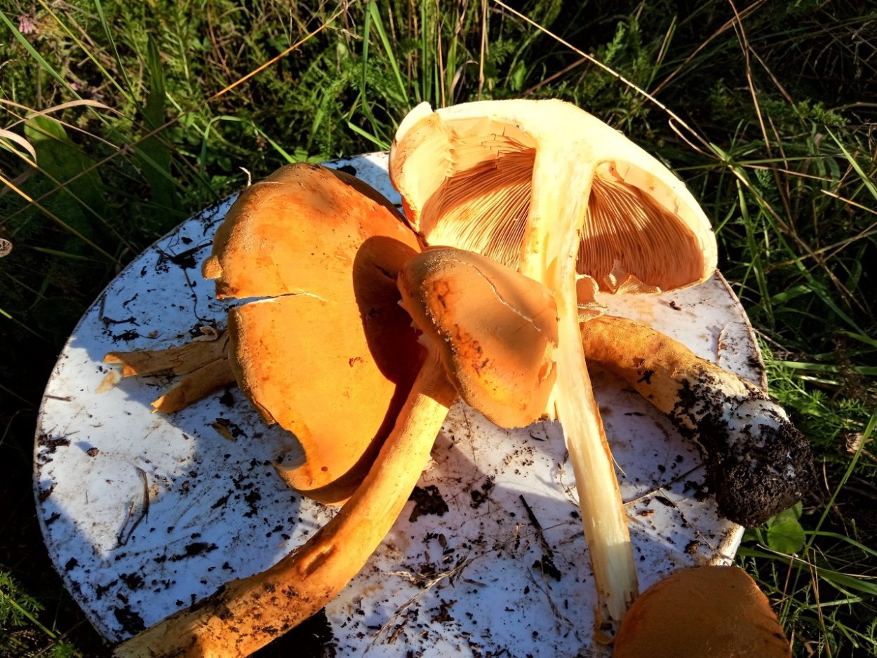 Картинки волос феолепиота