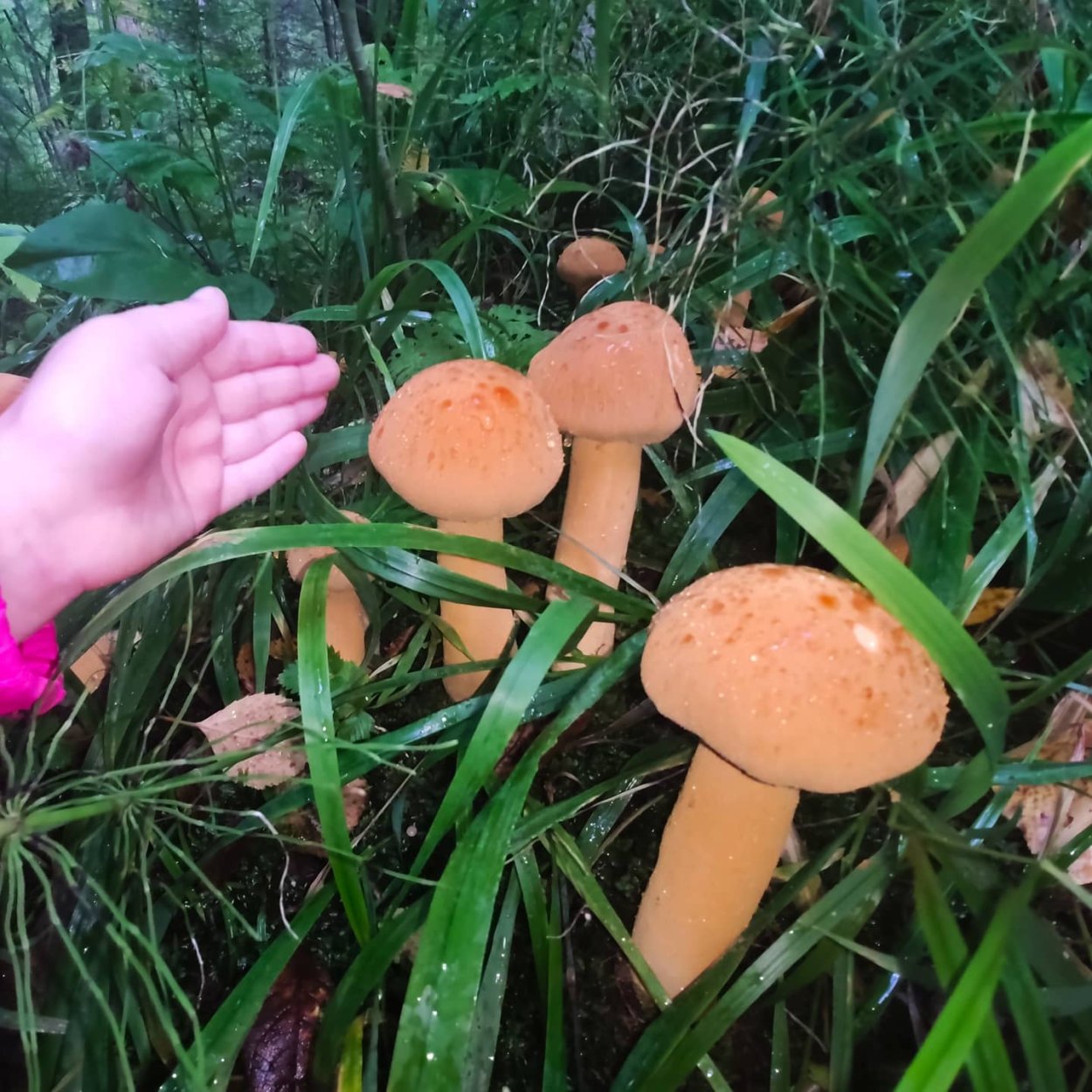 Феолепиота золотистая