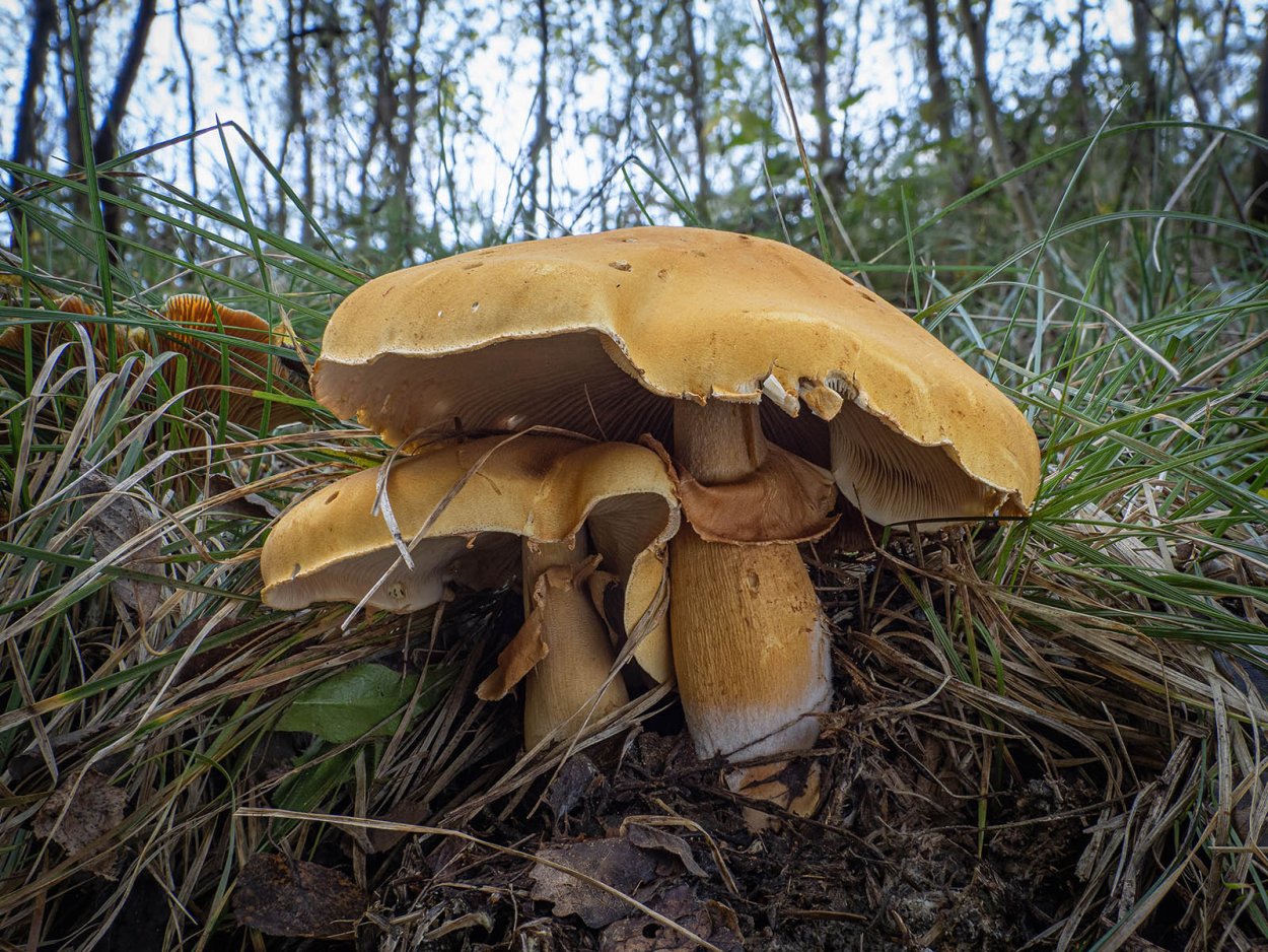 Чешуйчатка травяная Phaeolepiota Aurea