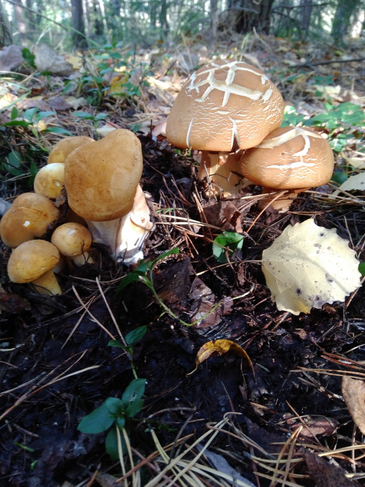 Гриб феолепиота золотистая