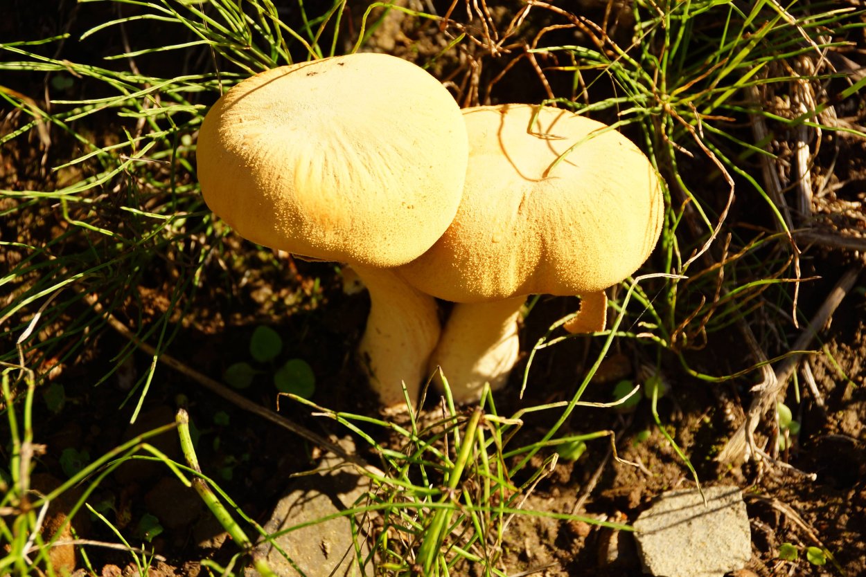 Чешуйчатка травяная Phaeolepiota Aurea