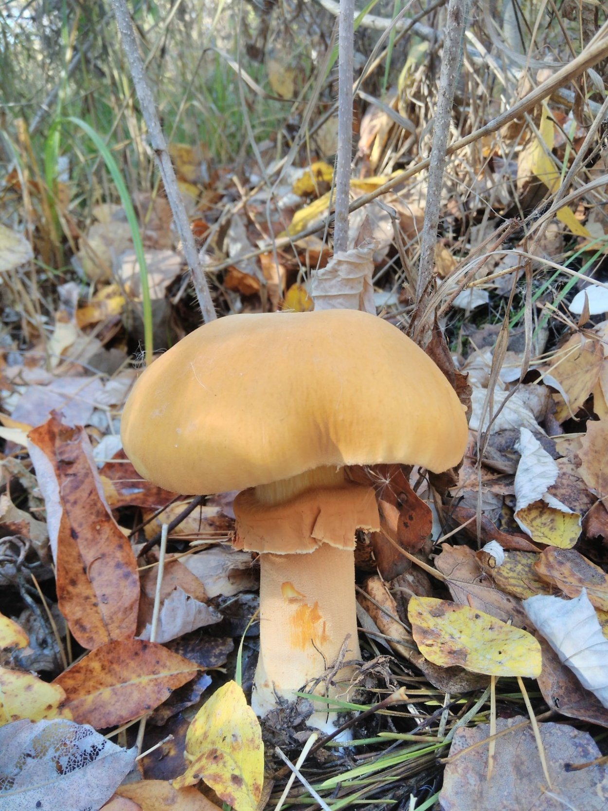 Чешуйчатка травяная Phaeolepiota Aurea