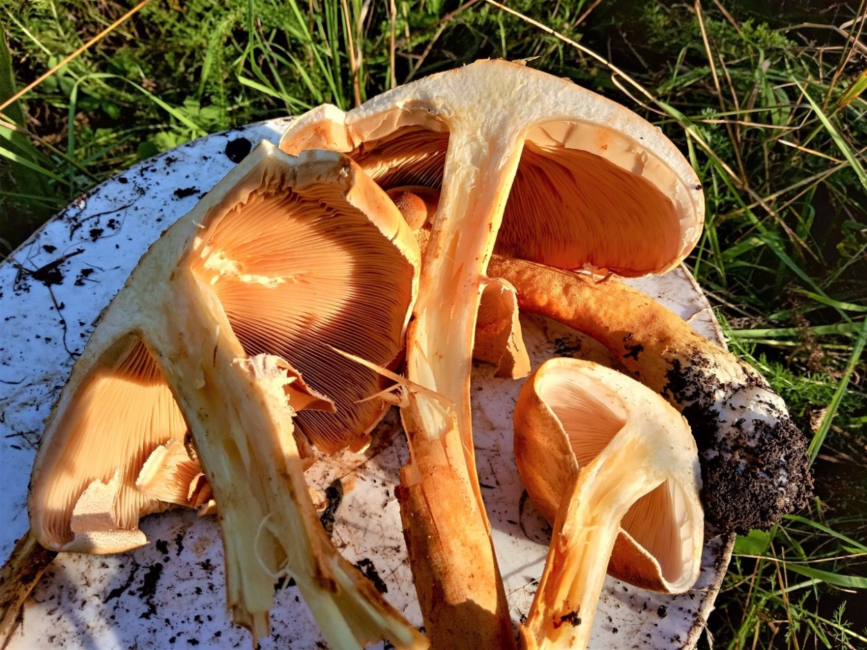 Gymnopilus penetrans