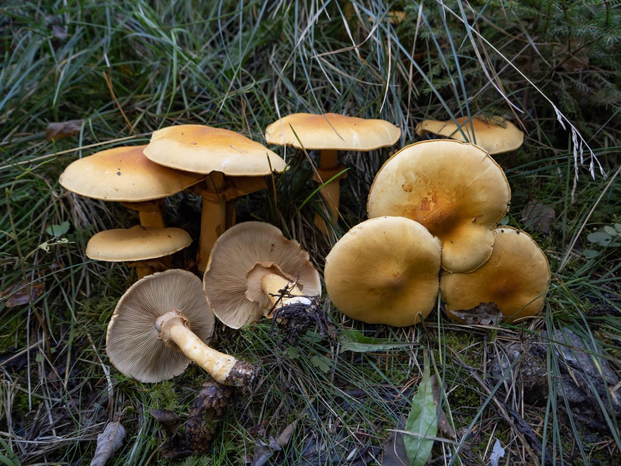 Белопольский гриб