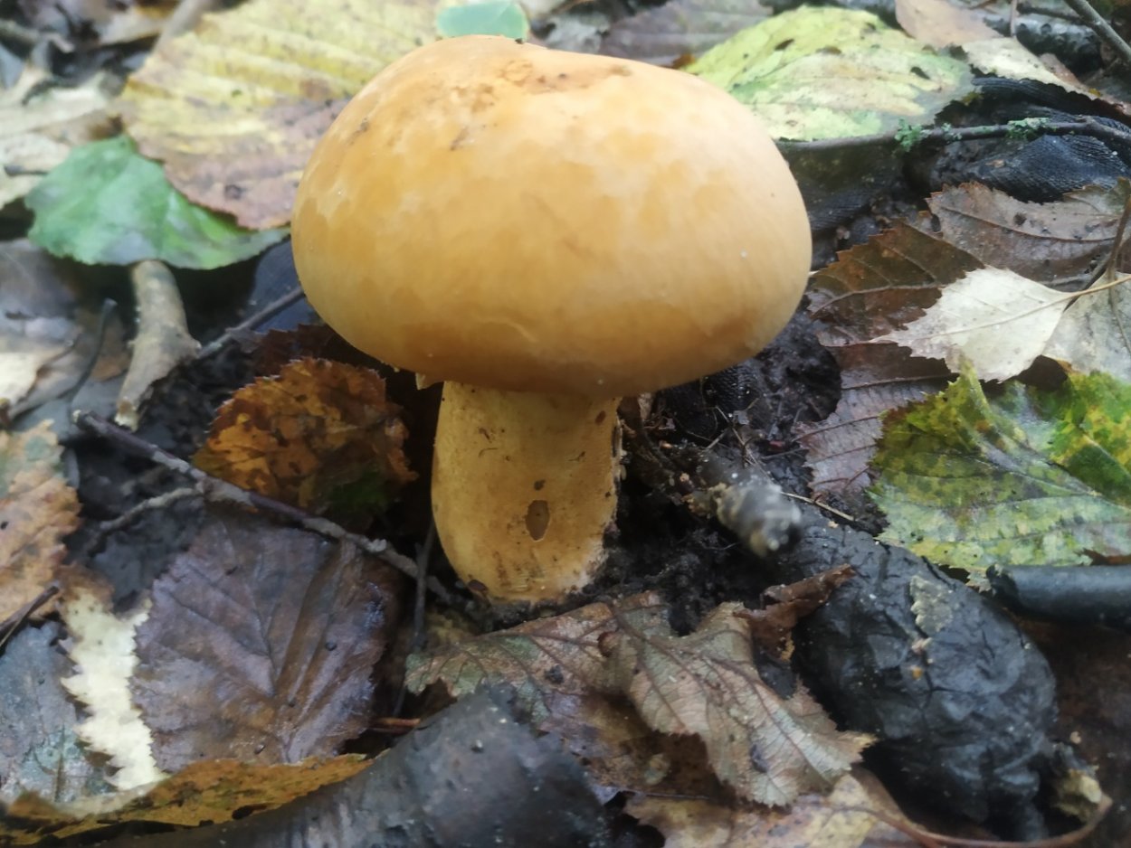 Феолепиота золотистая съедобная