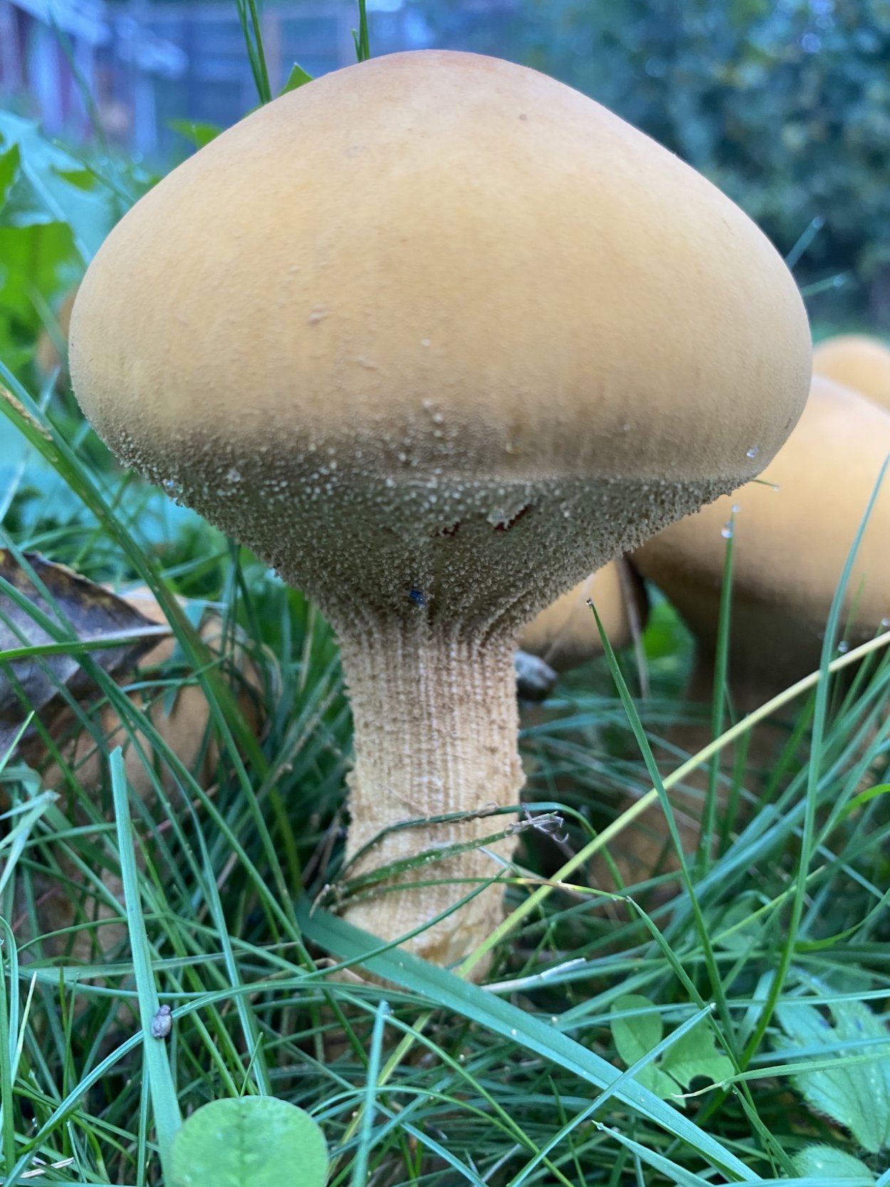 Краснокнижный гриб