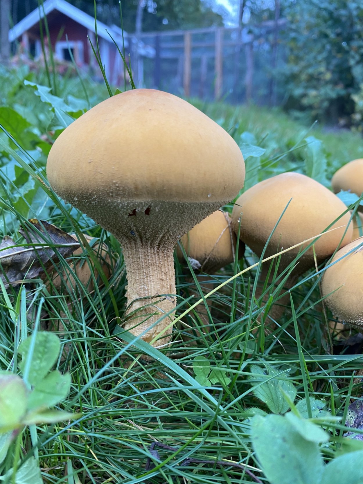 Феолепиота золотистая