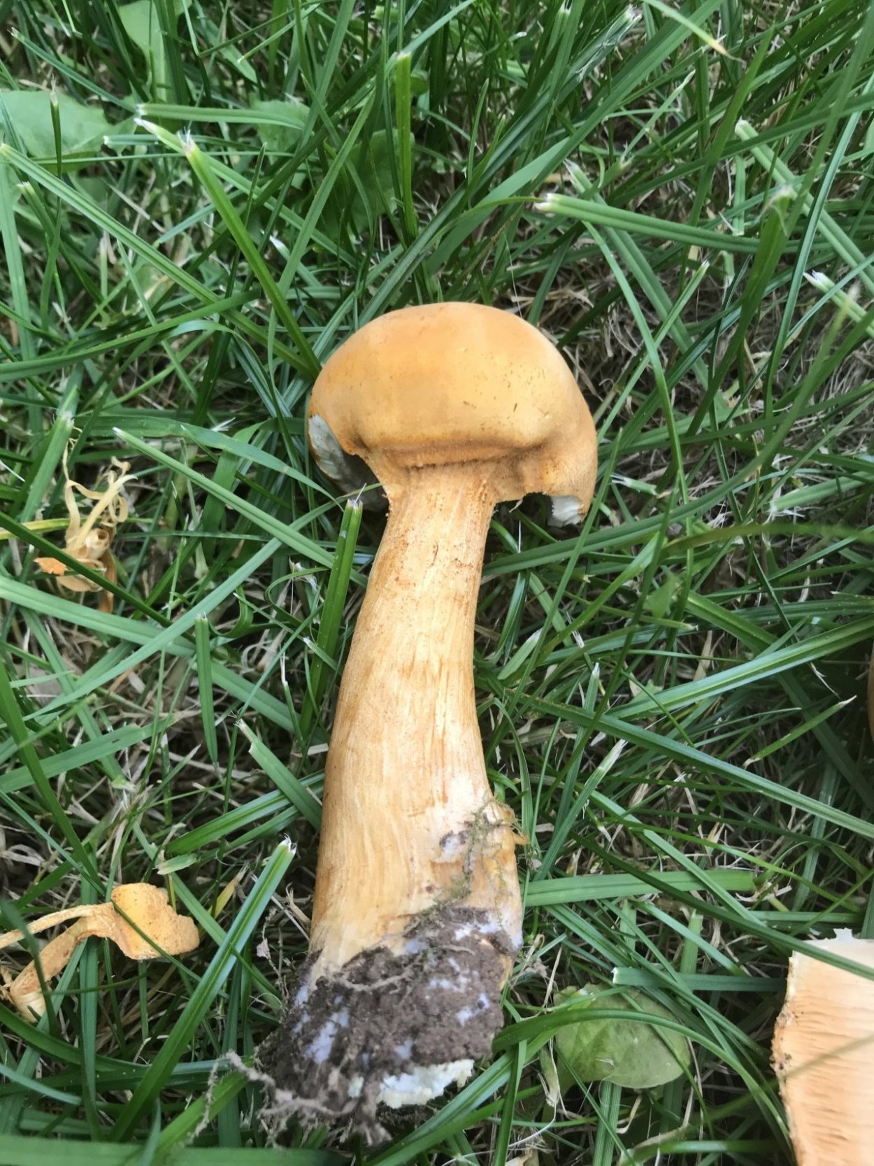 Фелипоита золотистач гриб