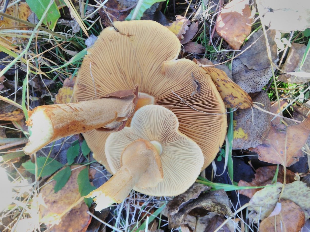 Осенний гриб желтушка