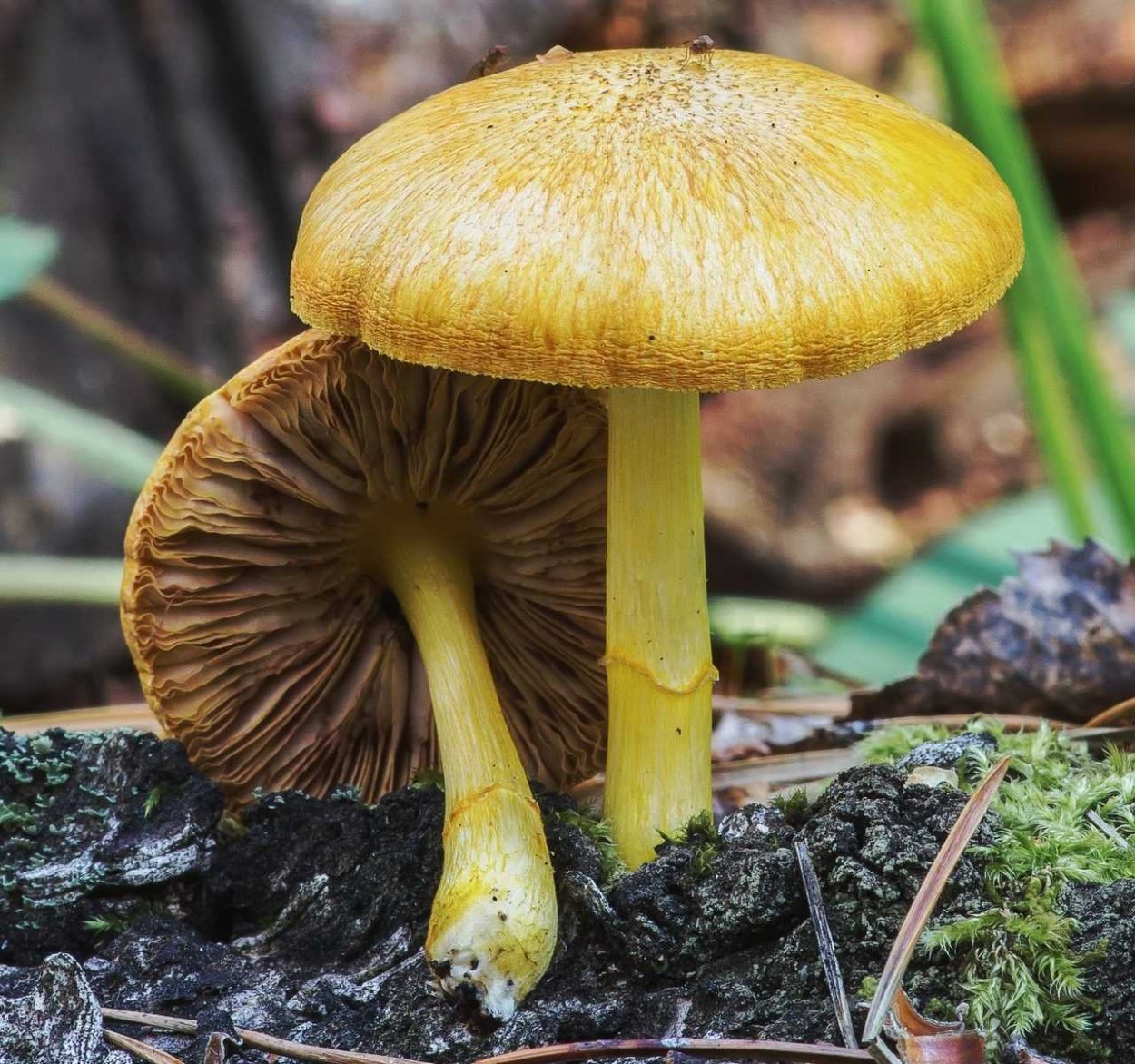 Феолепиота золотистая чешуйчатка