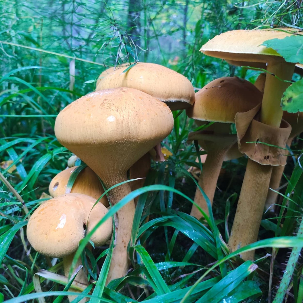 Гриб-зонтик краснеющий Macrolepiota rhacodes