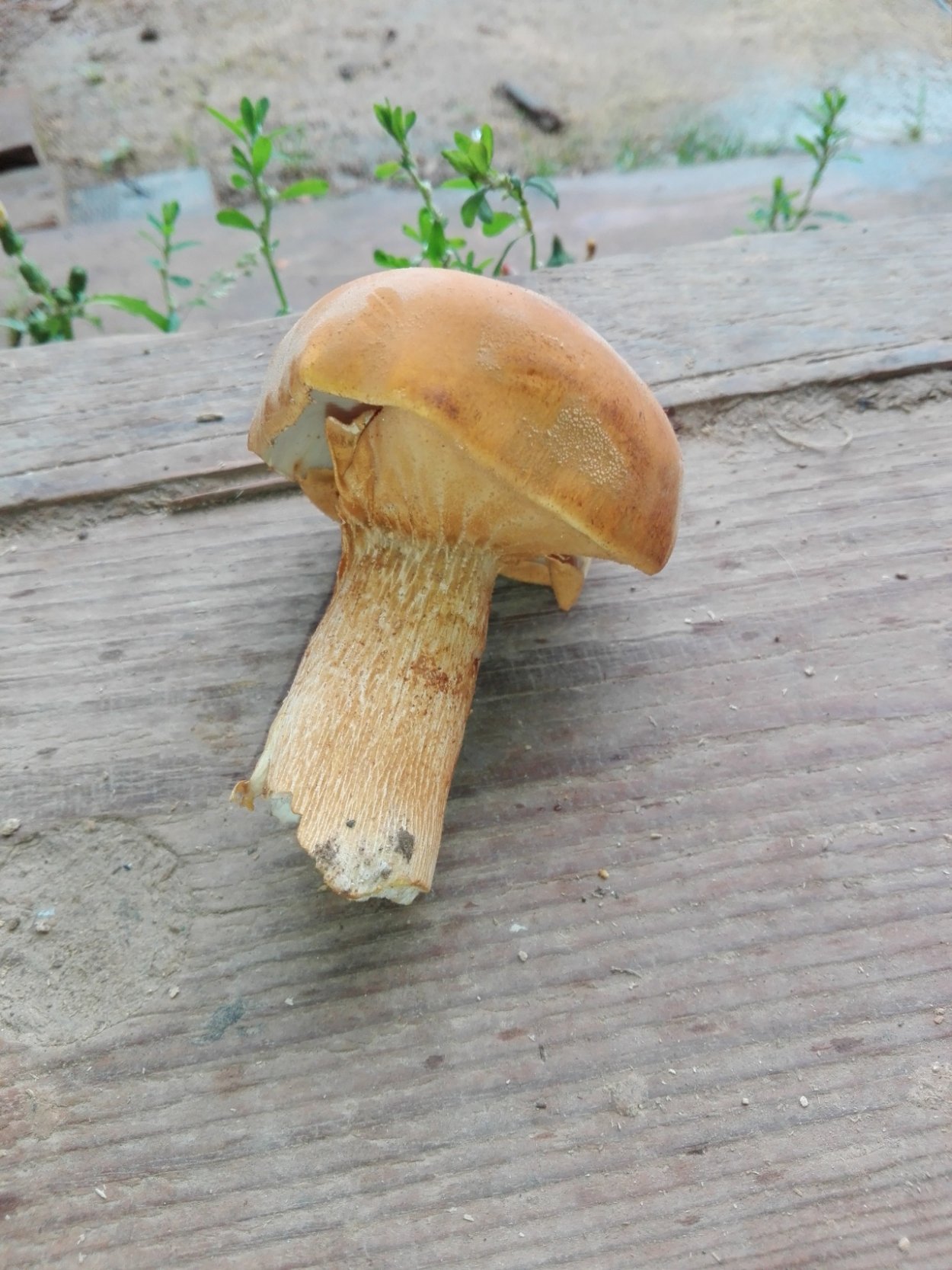 Федолепеда золотистая