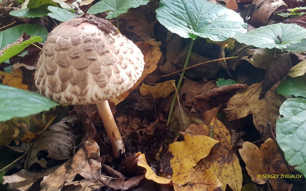 Гриб феолепиота золотистая