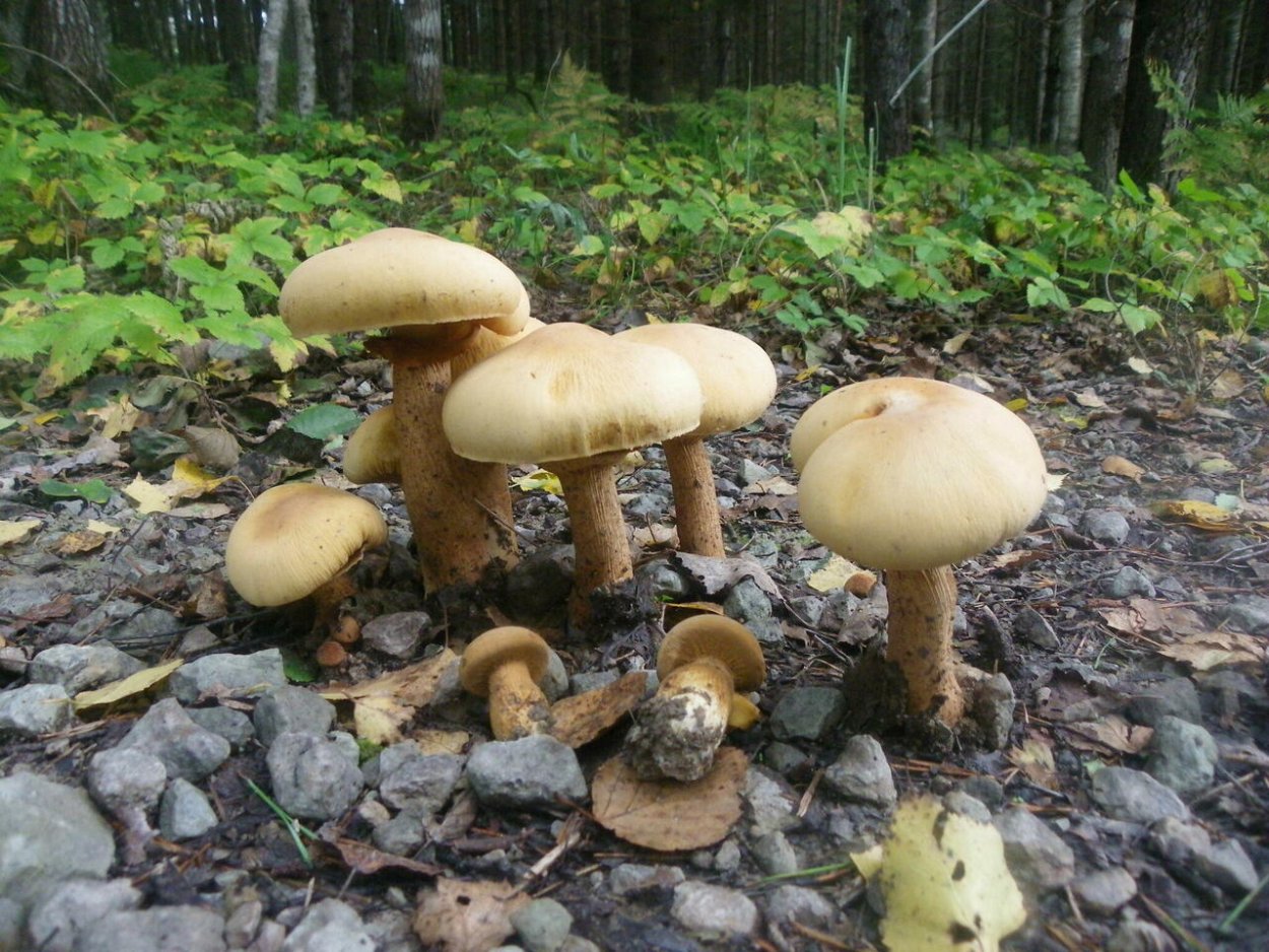 Травяники грибы