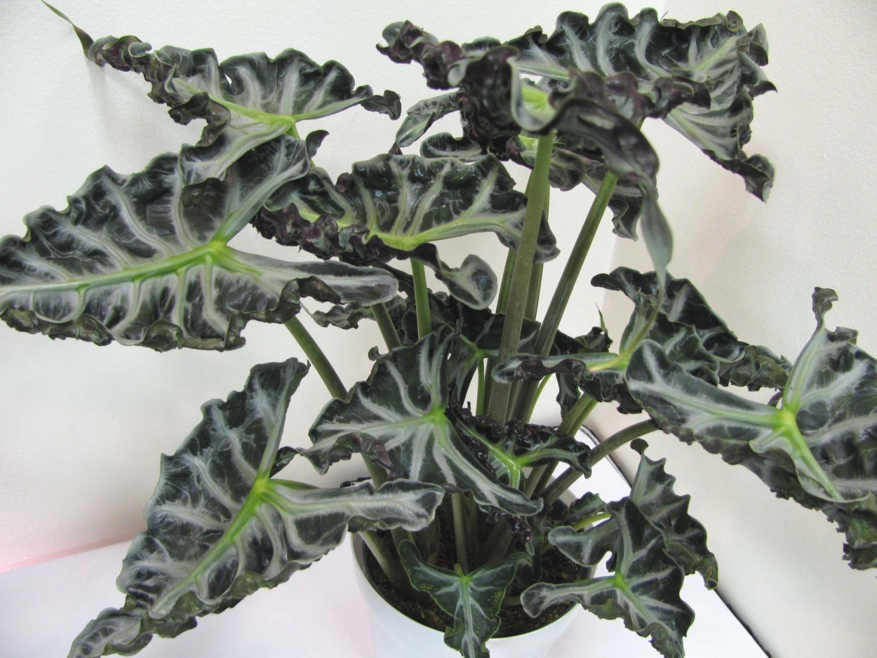 Алоказия heterophylla