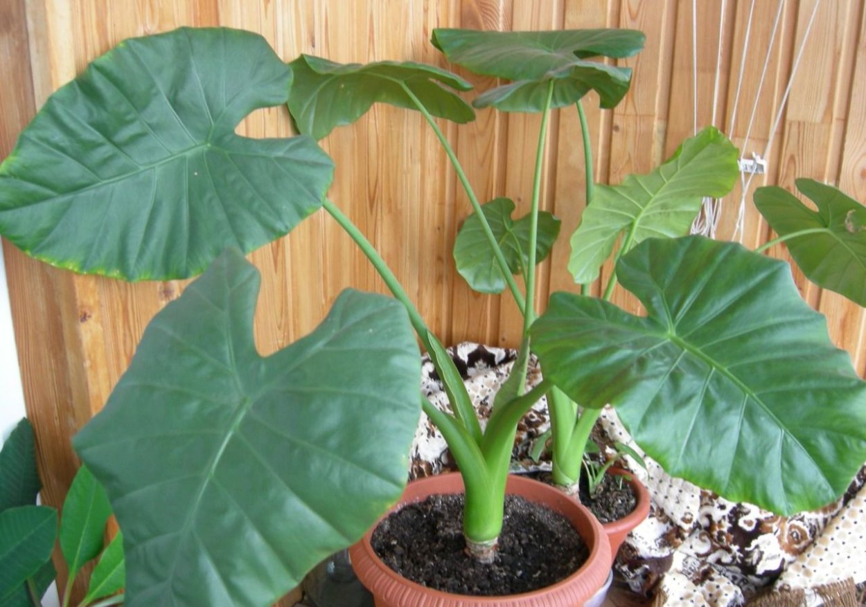 Алоказия синуата клубни