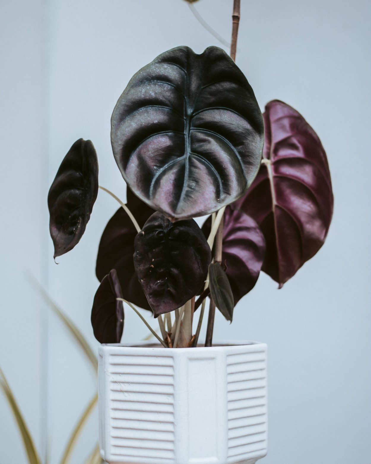 Алоказия Синто АЛОХА