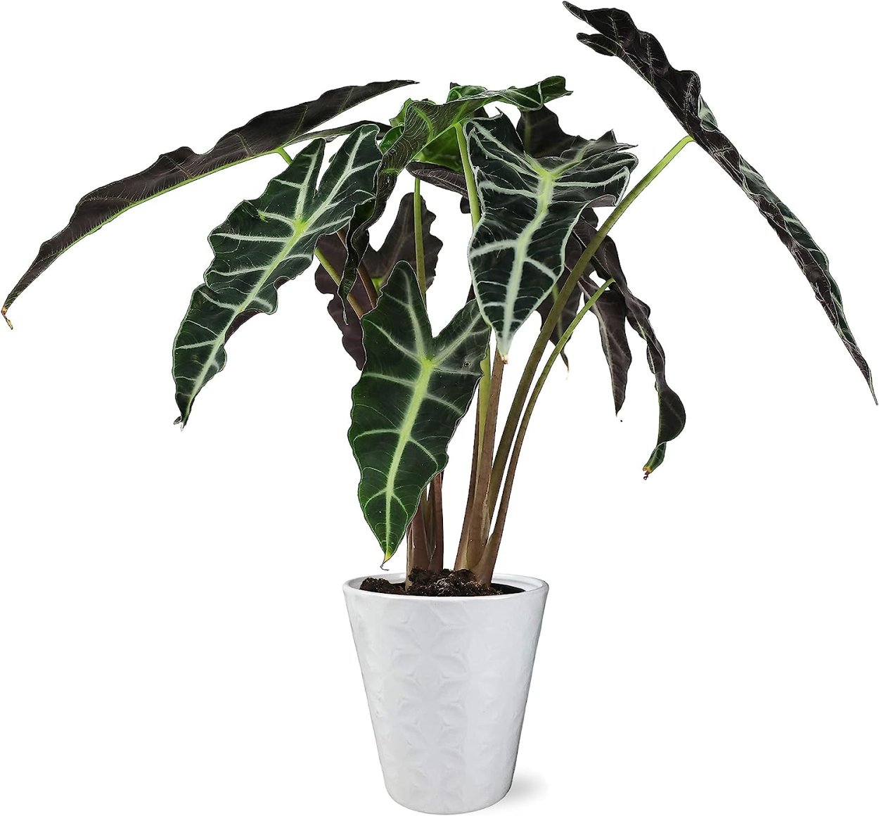 Алоказия Азлани