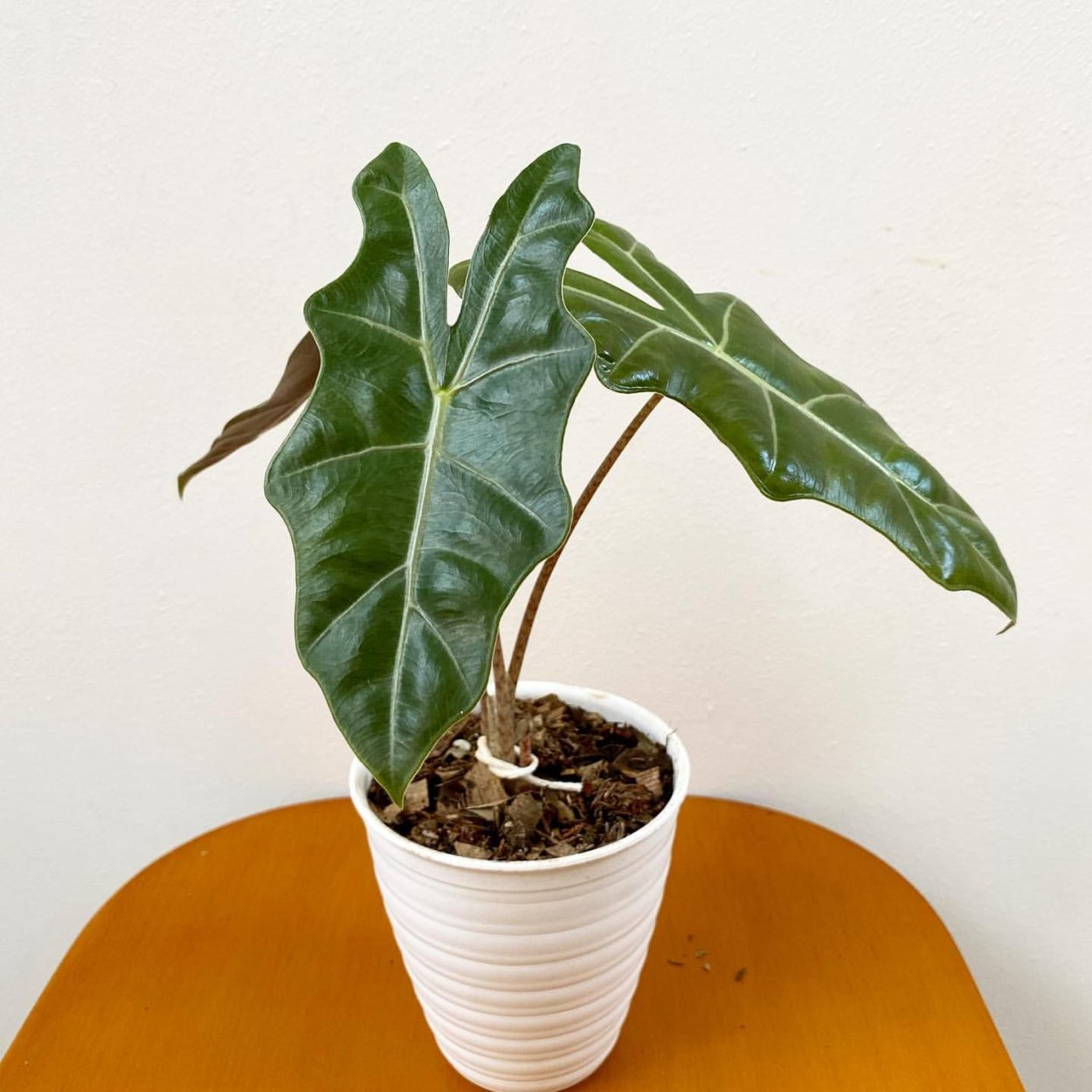 Alocasia Frydek/алоказия Фрайдек